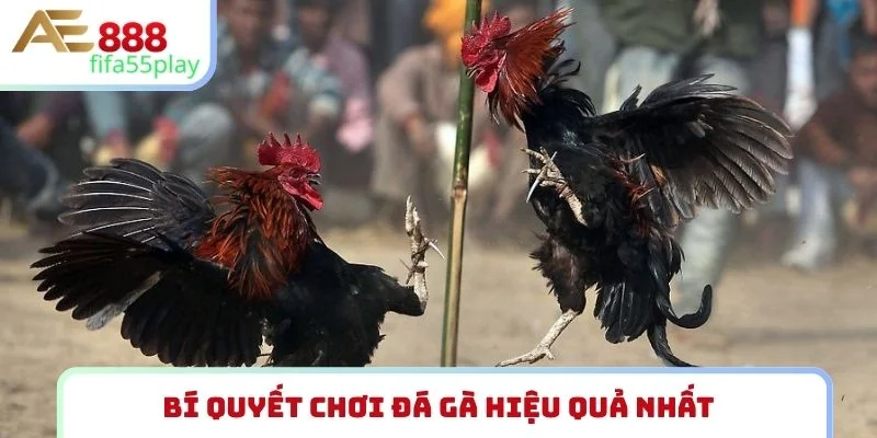Bí quyết chơi đá gà hiệu quả nhất