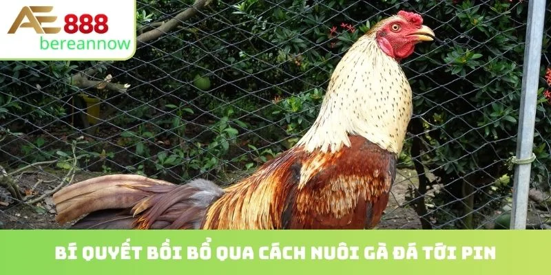 Bí quyết bồi bổ qua cách nuôi gà đá tới pin
