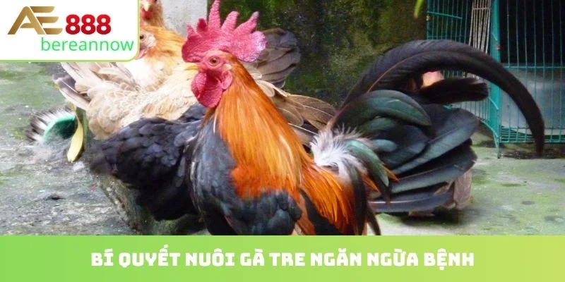 Bí quyết nuôi gà tre ngăn ngừa bệnh