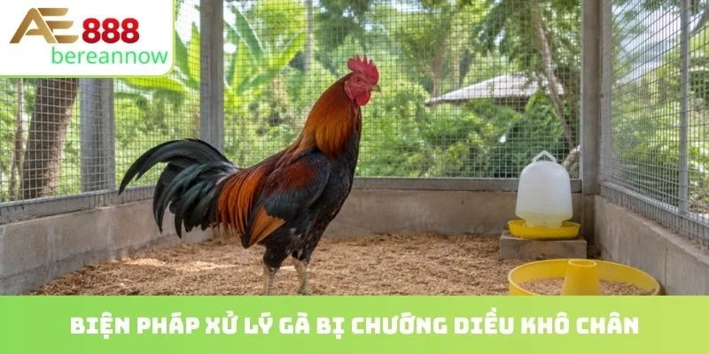 Biện pháp xử lý gà bị chướng diều khô chân