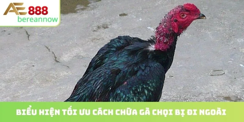 Biểu hiện tối ưu cách chữa gà chọi bị đi ngoài