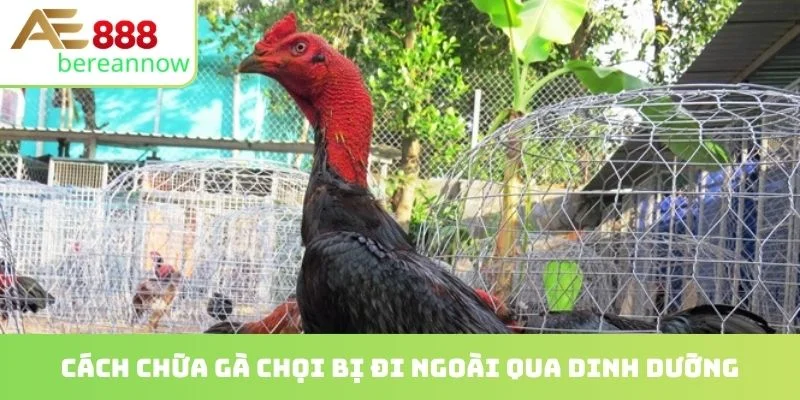 Cách chữa gà chọi bị đi ngoài qua dinh dưỡng