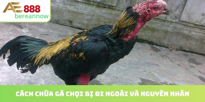 Cách chữa gà chọi bị đi ngoài và nguyên nhân