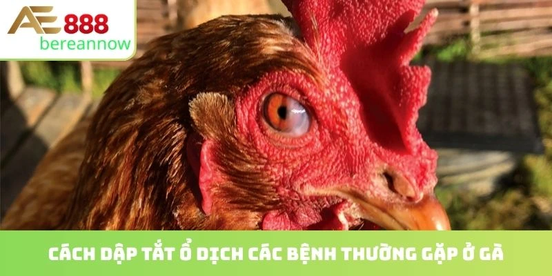 Cách dập tắt ổ dịch các bệnh thường gặp ở gà