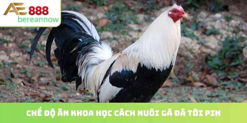 Chế độ ăn khoa học cách nuôi gà đá tới pin