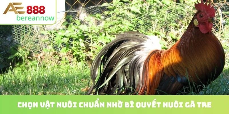 Chọn vật nuôi chuẩn nhờ bí quyết nuôi gà tre