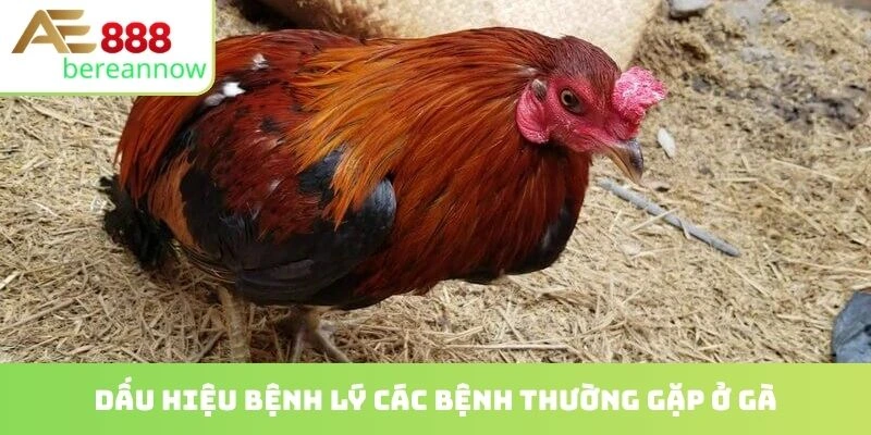 Dấu hiệu bệnh lý các bệnh thường gặp ở gà
