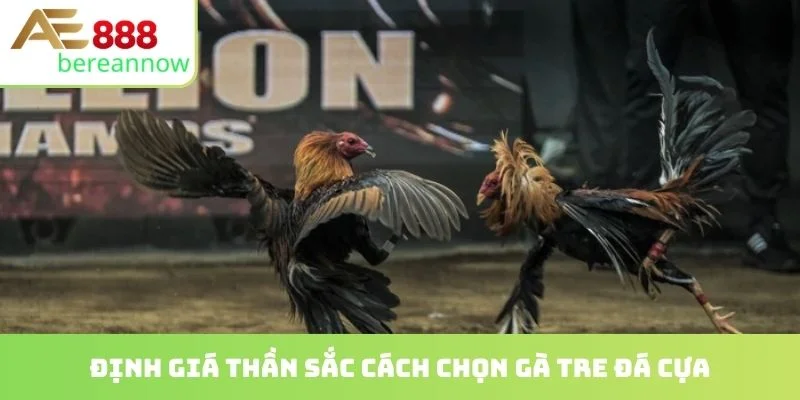 Định giá thần sắc cách chọn gà tre đá cựa