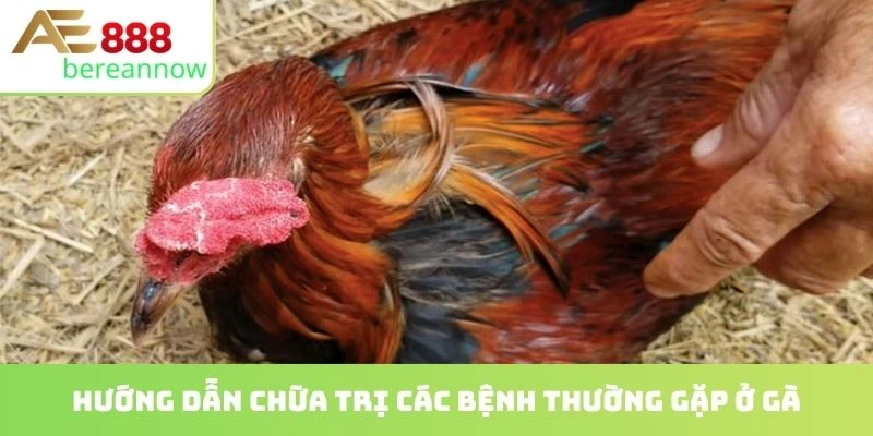Hướng dẫn chữa trị các bệnh thường gặp ở gà
