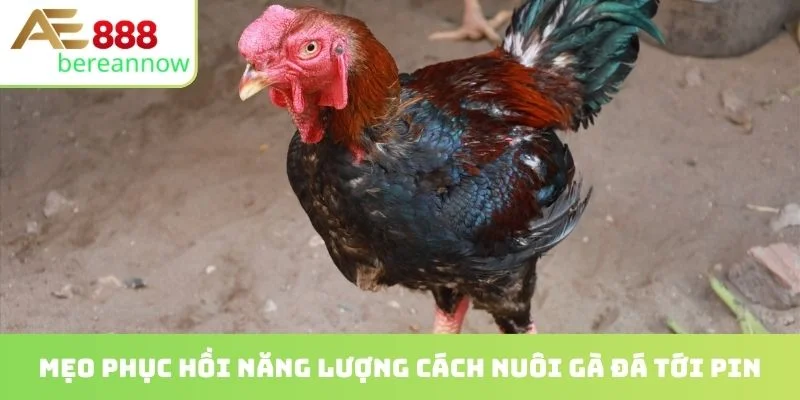 Mẹo phục hồi năng lượng cách nuôi gà đá tới pin