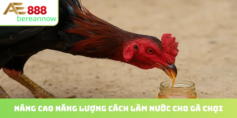 Nâng cao năng lượng cách làm nước cho gà chọi