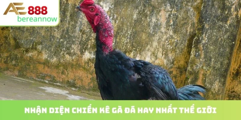 Nhận diện chiến kê gà đá hay nhất thế giới