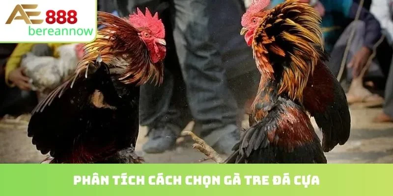 Phân tích cách chọn gà tre đá cựa