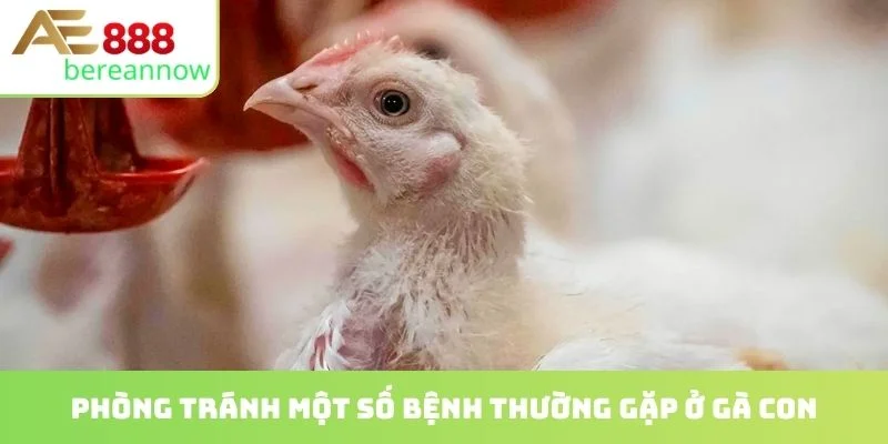 Phòng tránh một số bệnh thường gặp ở gà con