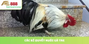 bí quyết nuôi gà tre