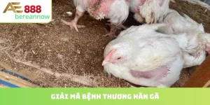 bệnh thương hàn gà