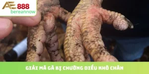 gà bị chướng diều khô chân