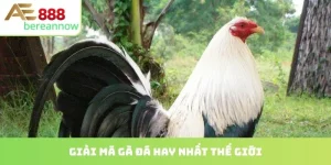 gà đá hay nhất thế giới