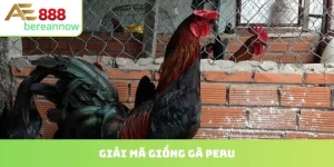 giống gà peru