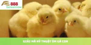 kỹ thuật úm gà con