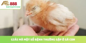 một số bệnh thường gặp ở gà con