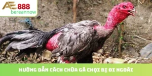 cách chữa gà chọi bị đi ngoài