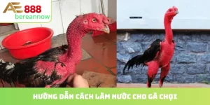 cách làm nước cho gà chọi