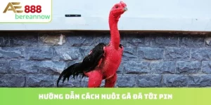 cách nuôi gà đá tới pin